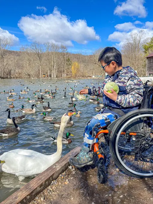 Child in a wheelchair feeding ducks and swans at a pond.