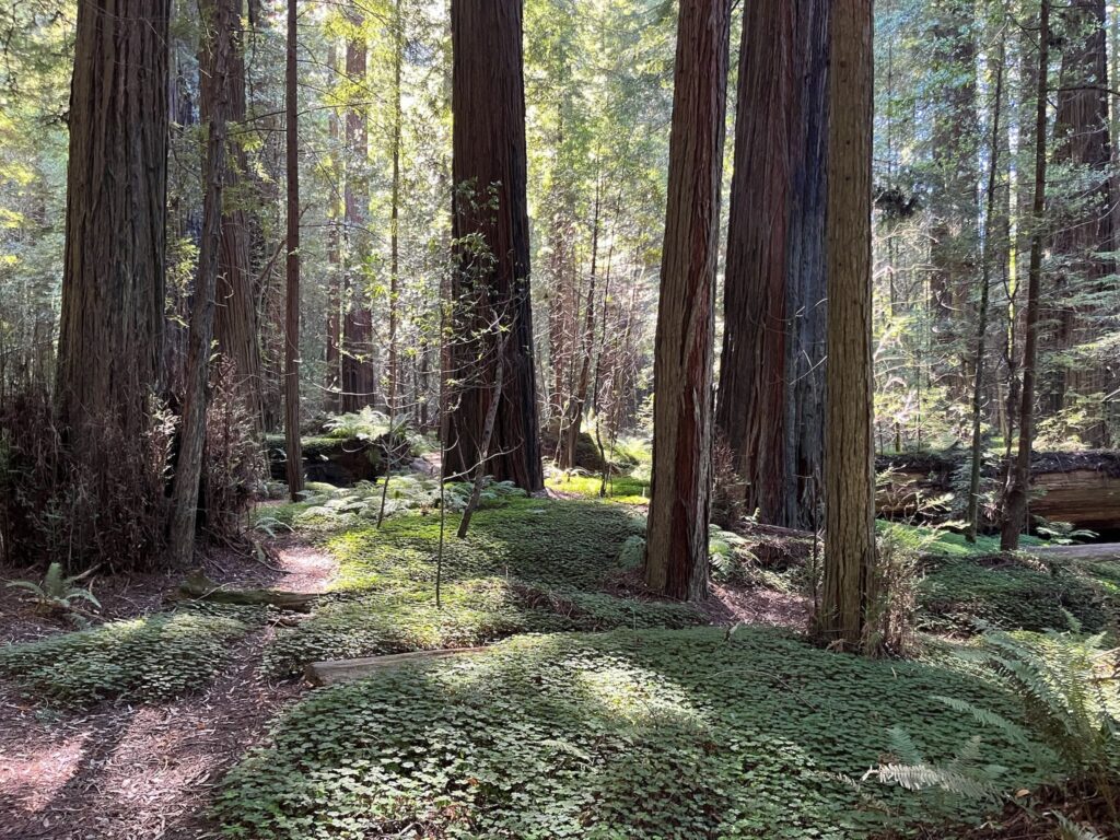 A view of a redwood forest with a small, winding path. Sunlight streams through the canopy, creating dappled light on the forest floor, which is covered in ferns and clover-like plants.