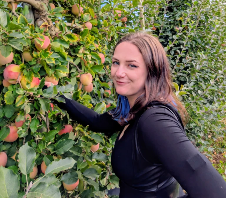 Person standing beside an apple tree in an orchard, reaching toward ripe apples among green leaves.