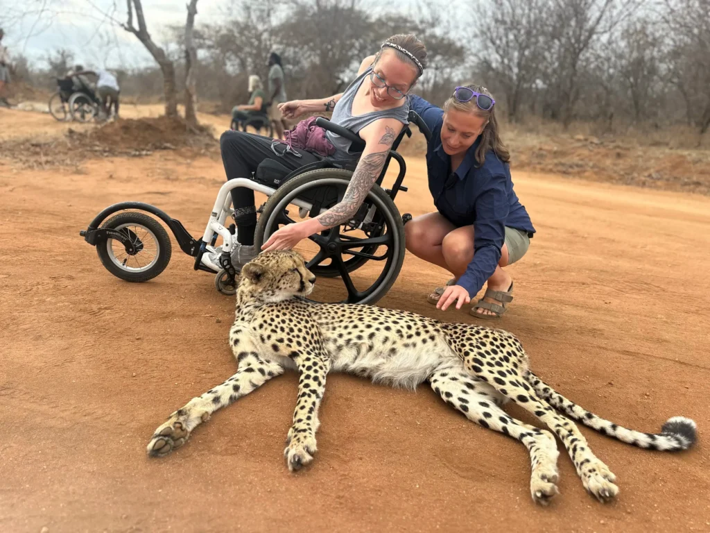 A wheelchair user and a companion kneel on a dirt road in a wildlife reserve, gently touching a relaxed cheetah lying on the ground. The wheelchair user smiles while reaching out, with safari vehicles and trees visible in the background.