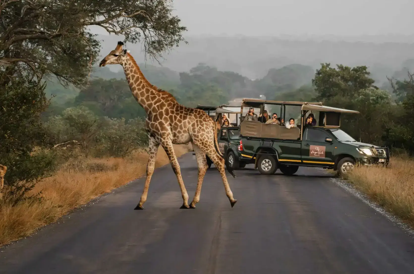 A large giraffe walks across a paved road in a safari park. Behind it, two green open-top safari vehicles filled with tourists have stopped to watch and take photos. The background shows a misty, tree-filled landscape.