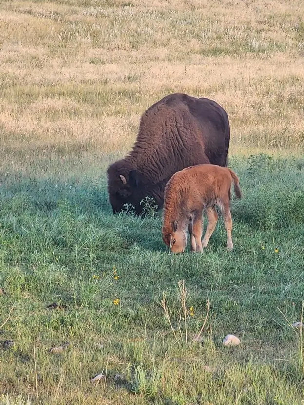 A large, dark brown adult bison and a smaller, reddish-brown calf graze together in a grassy field. The adult is slightly behind the calf, both with their heads down toward the green and yellowing grass.