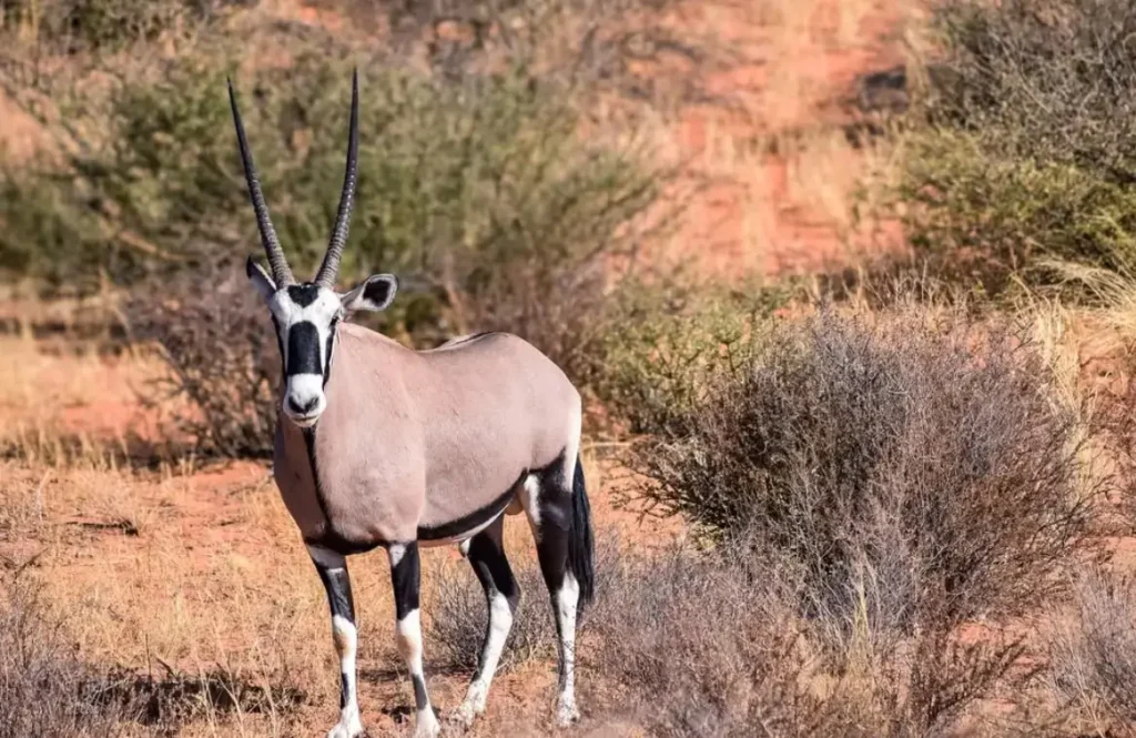 A full-body shot of a Gemsbok oryx standing in a dry, sandy savanna. The animal has long, straight horns and distinctive black-and-white facial markings. The background is filled with sparse desert shrubs and reddish-brown earth.