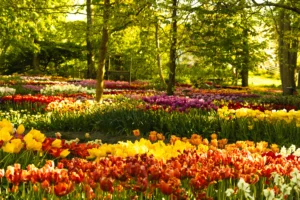 A vibrant garden field filled with colorful blooming red, yellow, and purple tulips under green trees.
