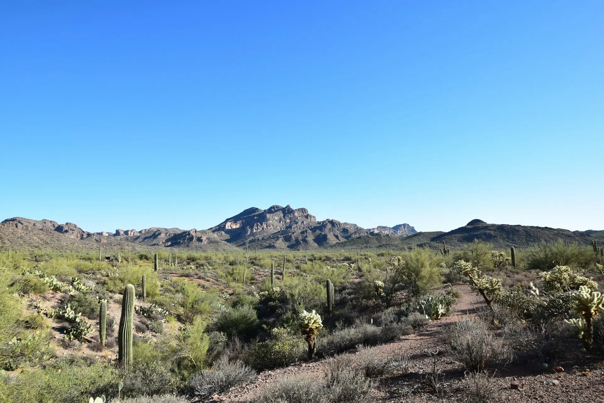 Panoramic view of the Arizona desert landscape featuring saguaro cacti and rugged mountains under a blue sky.