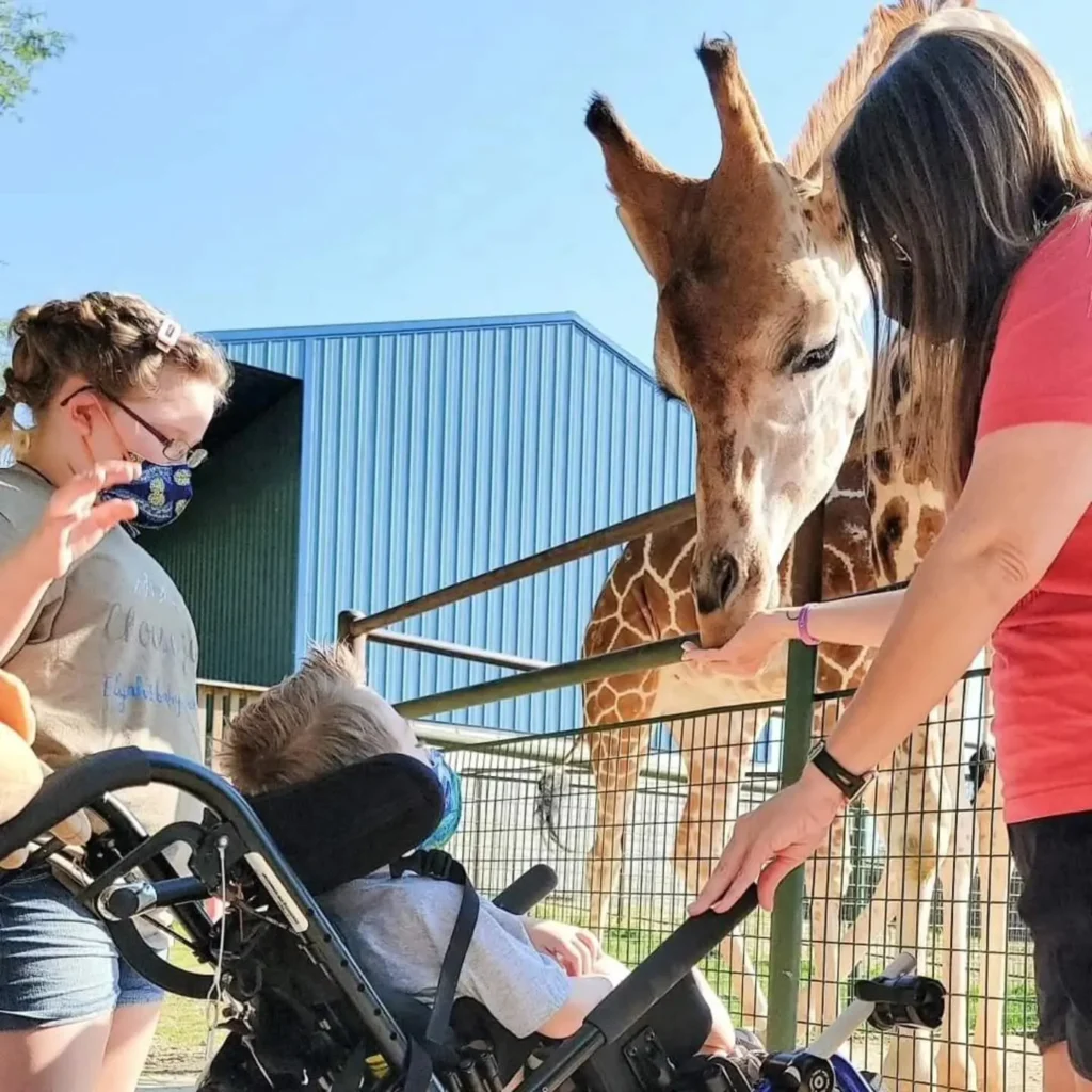 A tall giraffe leaning over a fence to feed from a woman's hand next to a child sitting in an adaptive wheelchair at a safari park.