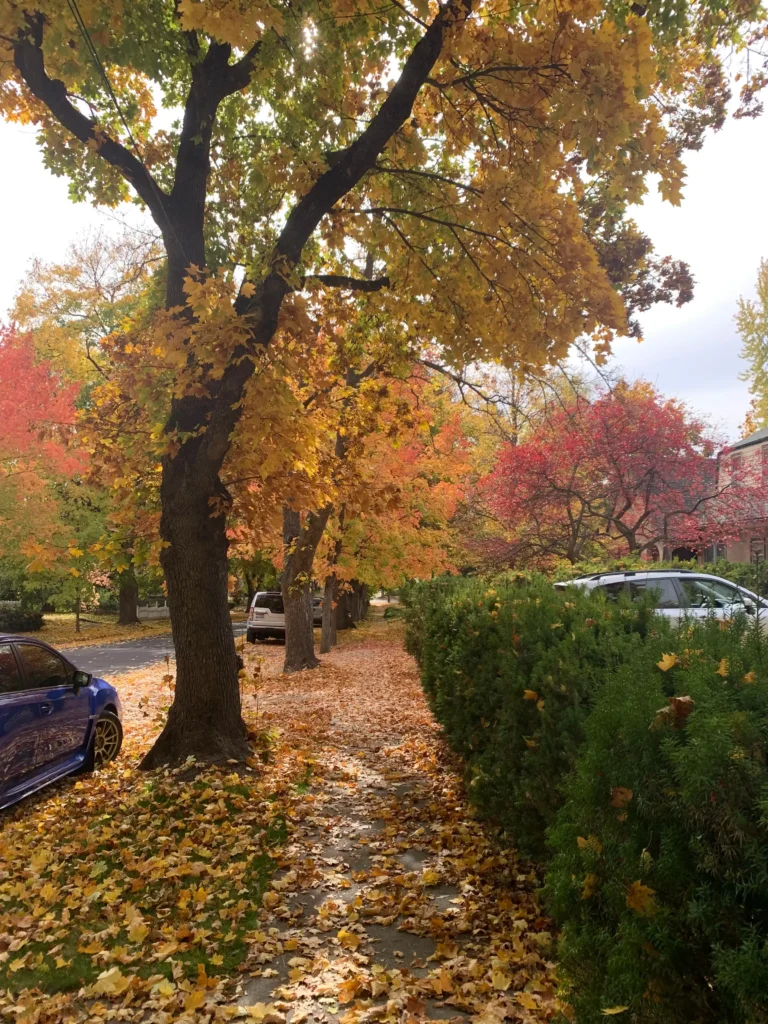 Sidewalk and street covered in fallen autumn leaves, flanked by vibrant yellow and red maple trees and a manicured green hedge.