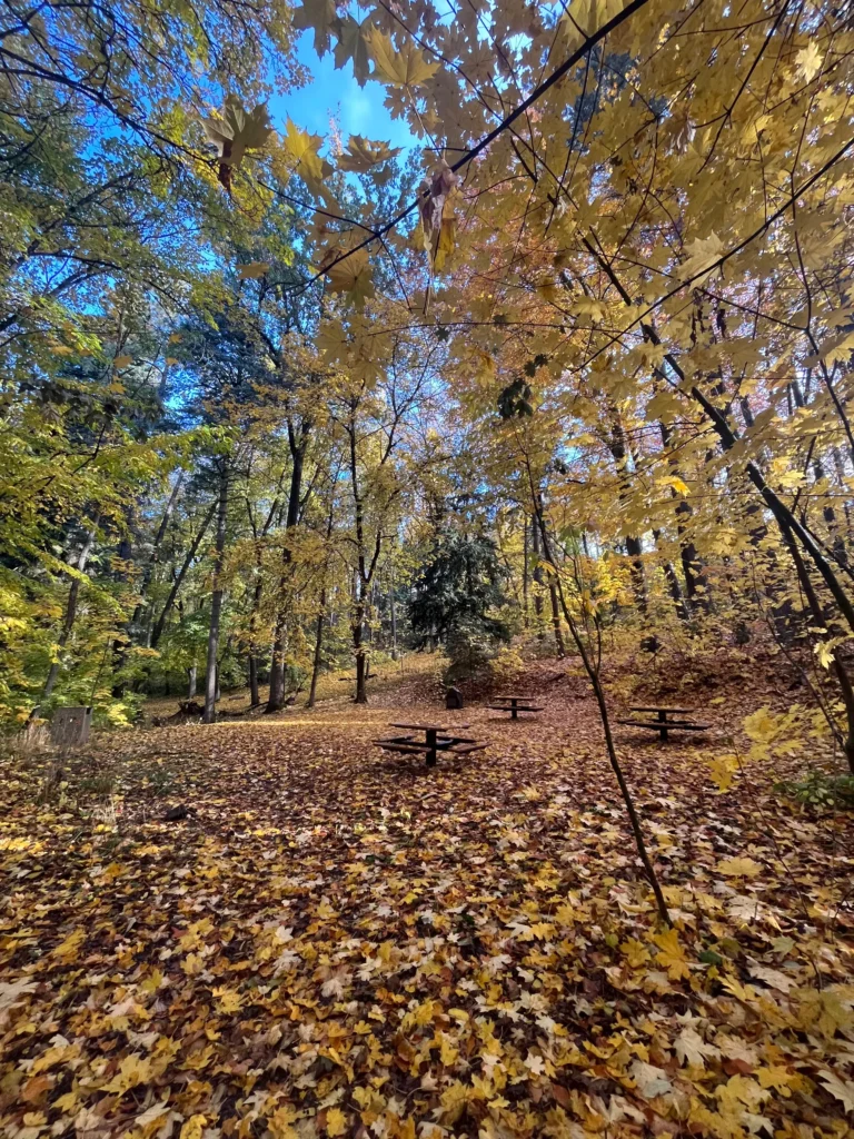 Picnic tables scattered in a clearing across a forest floor covered in golden autumn leaves beneath tall trees.